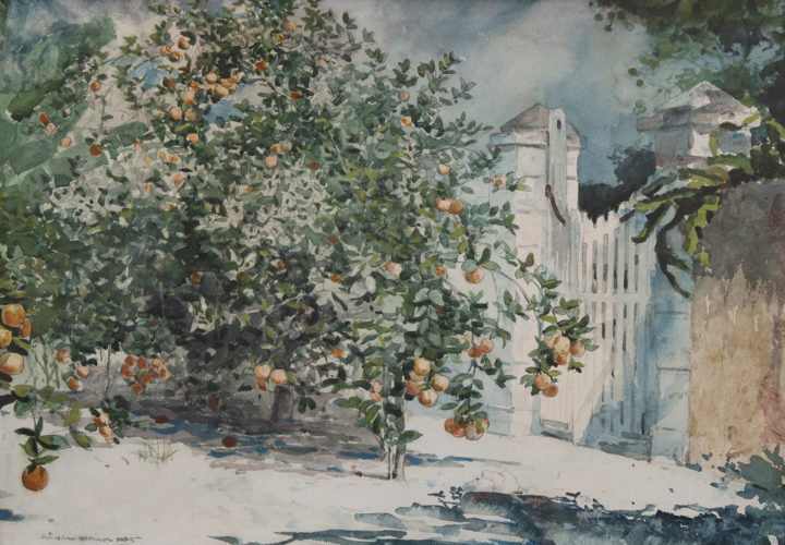 Orange Tree, Nassau